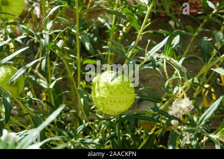 Impianto di palloncino Milkweed, (Gomphocarpus Physocarpus) cresce su una banchina orlo in Andalucía, Spagna. Noto anche come palle pelose Milkweed. Foto Stock