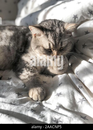 Gatto grigio lambisce la sua zampa. Scottish dritto. Foto Stock