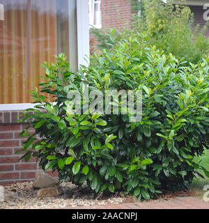 Lorbeerkirsche (Prunus laurocerasus DIANA") Foto Stock