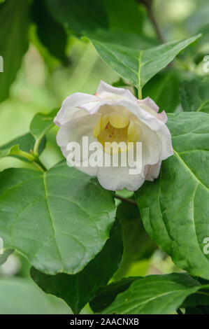 Chinesischer Gewürzstrauch (Sinocalycanthus chinensis) Foto Stock