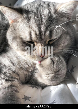 Gatto grigio lambisce la sua zampa. Scottish dritto. Foto Stock