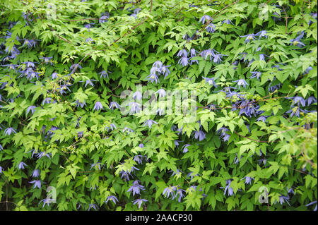 Alpen-Waldrebe (Clematis alpina) Foto Stock