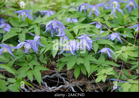 Alpen-Waldrebe (Clematis alpina) Foto Stock