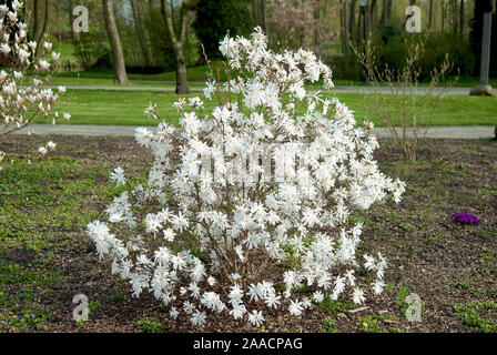 Stern-Magnolie (Magnolia stellata 'Royal Star') Foto Stock