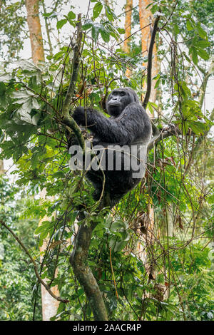 Gruppo Muyambi maschio adulto silverback gorilla di montagna (Gorilla beringei beringei) salite in un albero, Foresta impenetrabile di Bwindi National Park, Uganda Foto Stock