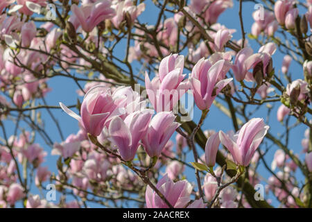 Tulpen-Magnolie (Magnolia 'Heaven Scent') Foto Stock