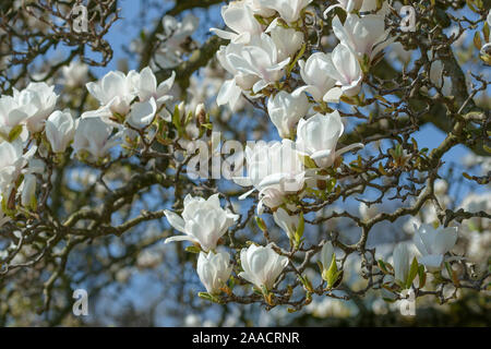 Tulpen-Magnolie (× Magnolia soulangeana 'Amabilis') Foto Stock