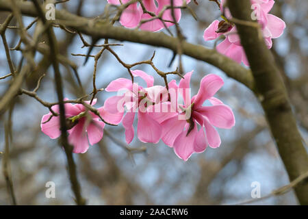 Magnolie (Magnolia sprengeri var. diva) Foto Stock