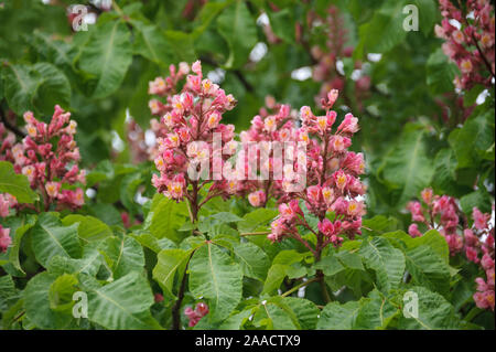 Rote Roßkastanie (Aesculus x carnea Briotii "') Foto Stock