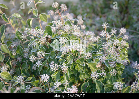 Strauch-Efeu (Hedera helix 'Arborescens') Foto Stock