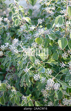 Strauch-Efeu (Hedera helix 'Arborescens') Foto Stock