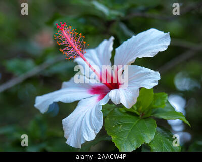 Grande e bel fiore di ibisco con il bianco e il rosso petali di fiori in un giardino Foto Stock