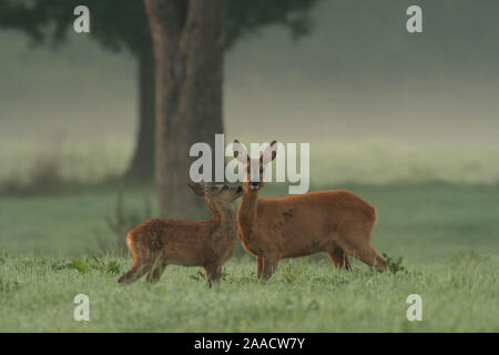 Rehe im Morgrnnebel am Niederrhein Foto Stock