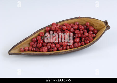Pepe rosa / (Schinus Terebinthifolius) / Rosa Pfeffer / Brasilianischer Pfefferbaum, Pepper-Tree brasiliano, pepe rosa Foto Stock
