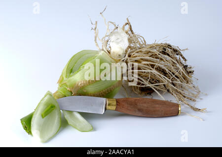 Falso Mare Onion / (Ornithogalum caudatum) | Falsche Meerzwiebel, Geschwaenzter Milchstern / (Ornithogalum caudatum) / Geschwänzter Milchstern Foto Stock