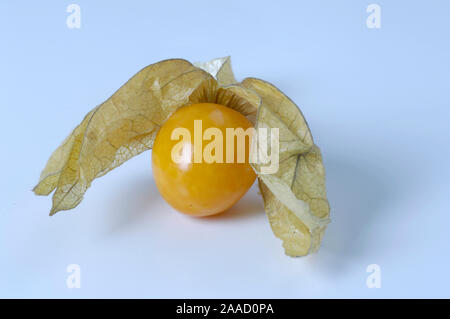 Cape Gooseberry / (Physalis peruviana) / Kapstachelbeere / Peruanische Blasenkirsche, Andenbeere, Goldenberry / Nachtschattengewaechse, Solanaceae in Foto Stock
