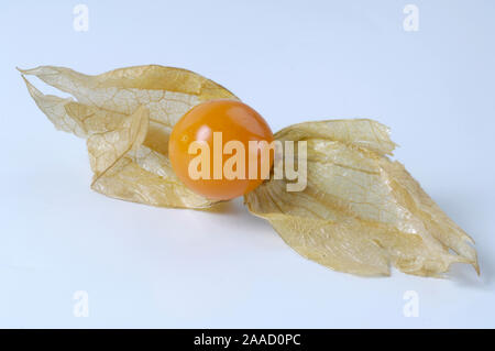 Cape Gooseberry / (Physalis peruviana) / Kapstachelbeere / Peruanische Blasenkirsche, Andenbeere, Goldenberry / Nachtschattengewaechse, Solanaceae in Foto Stock