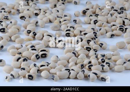 Black-eyed pea / (Vigna unguiculata) / Augenbohne / Kuhbohne, Foto Stock