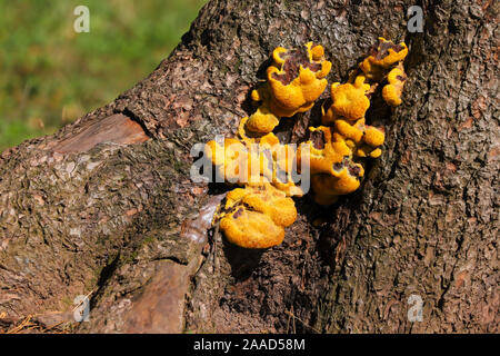 In prossimità della staffa di giallo funghi che crescono su un ceppo di albero in autunno sunshine Foto Stock