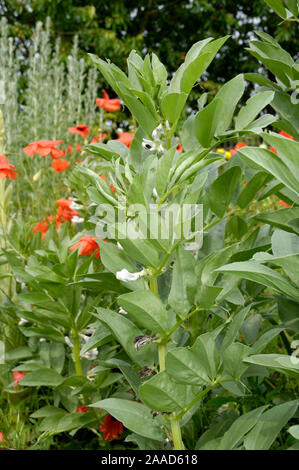 Letto di Fave, Fava, Faba Bean, cavallo, fagiolo fagiolo di Campo, Tic fagiolo / (Vicia faba) | barbabietole Puffbohnen mit / Accurbohne, Dicke Bohne, Pferdebohne Foto Stock