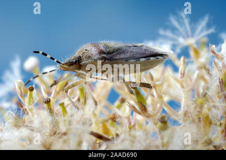 Bug di protezione (Dolycoris baccarum) | Beerenwanze (Dolycoris baccarum) / Foto Stock