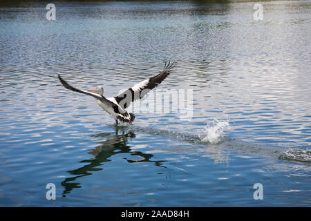 Pellicano australiano di decollare in volo, Forster, Australia Foto Stock