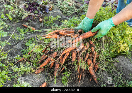 Contadino con appena raccolto carote dal locale di agricoltori, orto biologico con prodotti freschi bio cibo harvest Foto Stock