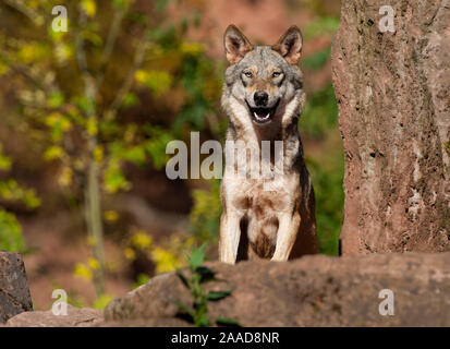 Europäischer Lupo (Canis lupus lupus) Foto Stock