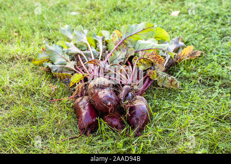 Appena raccolto barbabietole da locale agricolo, orto biologico con prodotti freschi bio cibo harvest Foto Stock