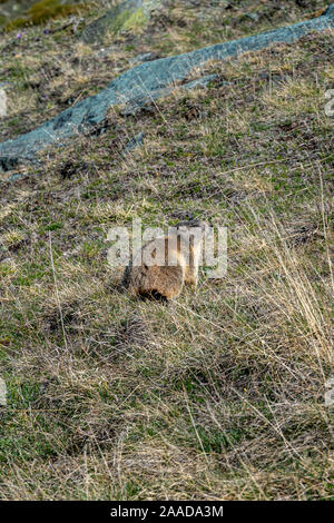 La marmotta seduto su una montagna alpina con prato verde e pietre in background in Germania Foto Stock