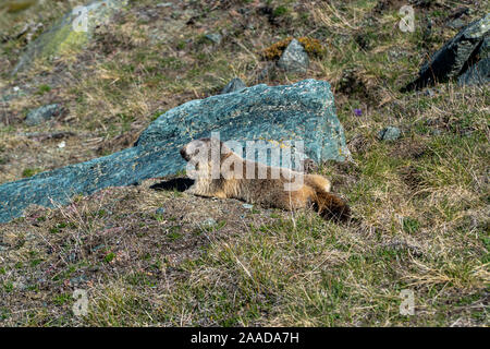 La marmotta seduto su una montagna alpina con prato verde e pietre in background in Germania Foto Stock