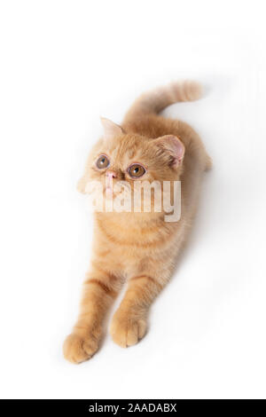 Esegui uno squat Scottish Fold cat guardando sopra per trovare qualcosa su sfondo bianco. Foto Stock