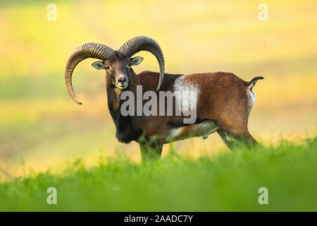 Majestic wild muflone di fronte alla fotocamera su un pascolo in autunno a sunrise. Foto Stock