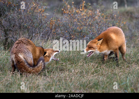 Rotfuchs, Vulpes vulpes, Zwei Fuechse spielen im Wald Foto Stock