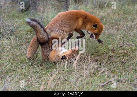 Rotfuchs, Vulpes vulpes, Zwei Fuechse spielen im Wald Foto Stock