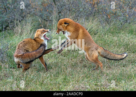 Rotfuchs, Vulpes vulpes, Zwei Fuechse spielen im Wald Foto Stock