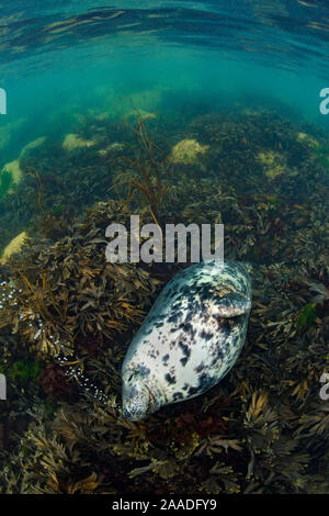 Guarnizione grigio (Halichoerus grypus) femmina grande esala un flusso di bolle come dorme sulle alghe poco profonde (Fucus serratus) Lundy Island, Devon, Regno Unito, Canale di Bristol, Agosto. Highly commended nella categoria di habitat del British Wildlife Photographer of the Year Awards (BWPA) Concorrenza 2017. Foto Stock