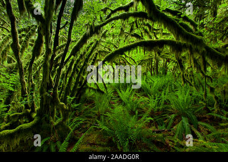 Vite (acero Acer circinatum) e la spada di felci (Polystichum munitum) in costiera la foresta pluviale temperata in Maple Ridge, British Columbia, Canada Giugno Foto Stock