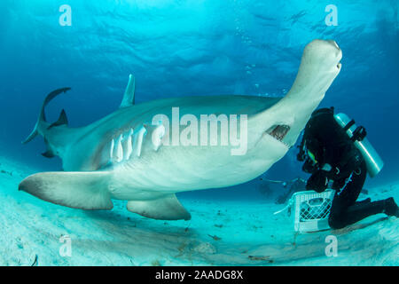 In prossimità di un grande squalo martello (Sphyrna mokarran) essendo mano-alimentato da un subacqueo sul fondale, South Bimini, Bahamas. Il Bahamas nazionale santuario di squalo, West Oceano Atlantico. Modello rilasciato. Foto Stock