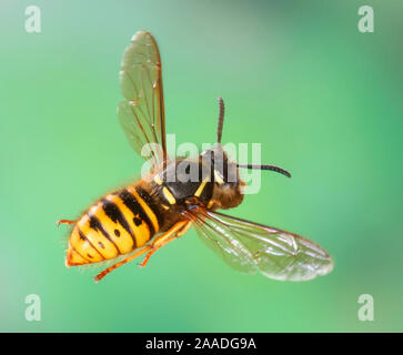 Sassonia wasp (Dolichovespula saxonica) queen battenti a nido portando una palla di pasta di legno. Surrey, Inghilterra Foto Stock