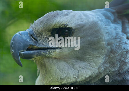 Arpia Aquila (Harpia harpyja) close up ritratto di testa, captive Foto Stock