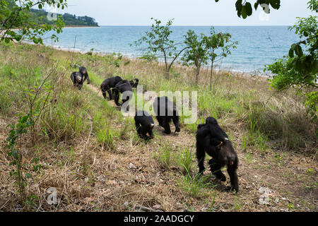 Gli scimpanzé orientale (Pan troglodytes schweinfurtheii) passeggiate in linea vicino alla riva del lago Tanganica. Gombe. Parco Nazionale, Tanzania. Foto Stock