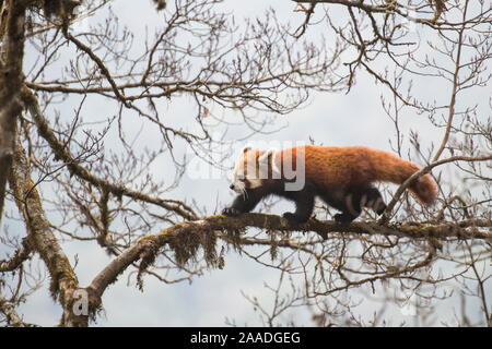 Panda rosso (Ailurus fulgens) passeggiate lungo il ramo di albero, Singalila National Park, West Bengal, India. Foto Stock