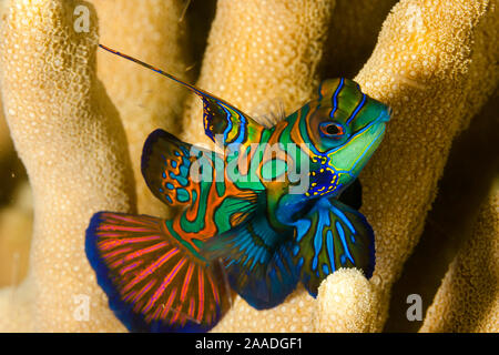 Pesce mandarino (Synchiropus splendidus), Yap Micronesia. Foto Stock