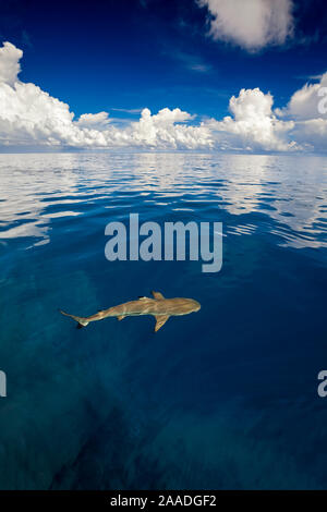 Blacktip Shark Reef (Carcharhinus melanopterus) proprio in corrispondenza della superficie dell'isola di Yap, Micronesia. Foto Stock