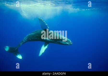 Humpback Whale (Megaptera novaeangliae) Hawaii. Foto Stock