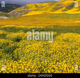 Massiccio display di fiori selvaggi con Lanceleaf monolopia (Monolopia lanceleota) Ordinate-tips (Layia platyglossa) e la gamma di Temblor tappezzate con fiore in background. Carrizo Plain monumento nazionale, California, USA, marzo 2017. Foto Stock