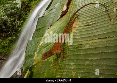 Neotropical anole verde (Norops biporcatus) su una foglia a Las Cruces Stazione Biologica, Costa Rica. Foto Stock