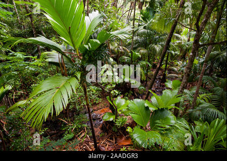 Immacolate coco de mer foresta (Lodoicea maldivica) con brook, Vallee de Mai Riserva Naturale e Patrimonio Mondiale dell'UNESCO, l'Isola di Praslin, Repubblica di Seychelles Foto Stock