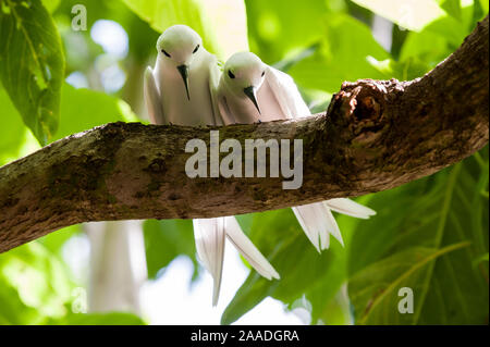 Fairy Tern (Gygis alba) coppia, cugina di isola, Repubblica di Seychelles Foto Stock